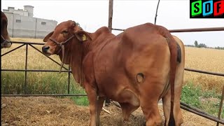 Sahiwal Cow Breeder || Organic Farming || Gopal Ratan Award Winner  || Buta Singh Dhira Parta