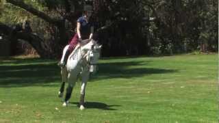 Archie Cox: Flatwork For Your Horse