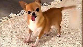 Funny Dogs Compilation – Guaranteed to Make You Laugh!