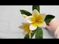 How to make Plumeria Frangipani Flower from Toilet Paper  | HANA Paper Flowers | DIY Craft Tutorial