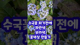 파란수국 보라수국 만들기 수국꽃색상