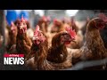 World News: Bird flu cases on the rise causing surge in food prices