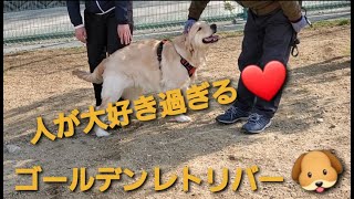 人を愛するｺﾞｰﾙﾃﾞﾝﾚﾄﾘﾊﾞｰ🐶ﾛｷ♂