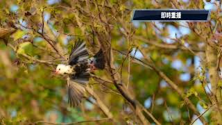 2023 2 13溫州公園白化紅嘴黑鵯