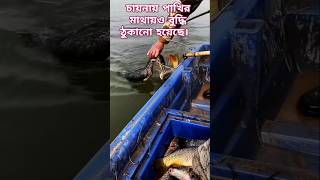 চায়নার পাখির মাথায় ও বুদ্ধি ঠুকানো হয়েছে।  #shorts #fishing #fishingshorts