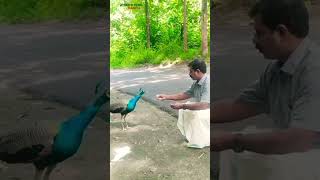 𝖁𝖆𝖑𝖑𝖆𝖙𝖍𝖆 𝕵𝖆𝖙𝖍𝖎🦚#achankovil #trendingon #youtubeshorts #mayilattam #viral