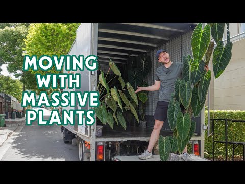 MOVING HOUSE WITH A GREENHOUSE & MASSIVE PLANTS – Moving Vlog Part 2