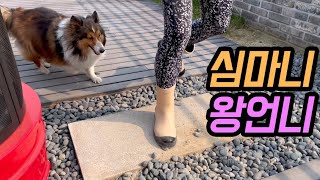 왕언니의 정원 🌼  명품먹거리 100년된 더덕 🐾🐾🐾