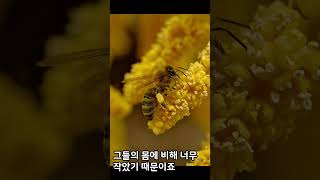 꿀벌 날개짓의 신기한 비밀