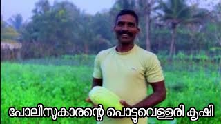 പോലീസ്കാരന്റെ പൊട്ടു വെള്ളരി കൃഷി | pottu vellari farming