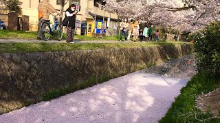 これが哲学の道の花筏だ！