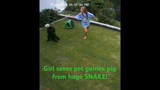 Girl Saves Guinea Pig from Huge Python!!