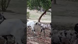 Indian Goat 🐐 #goat #bakra #shorts #yt #ytshorts #youtubeshorts