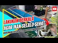 Begini Cara Membersihkan Filter dan Perawatan Air Kolam Terpal Untuk Budidaya Ikan Nila Sistem RAS