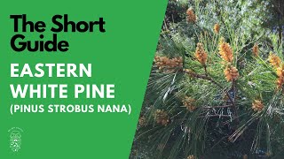 The Short Guide to the Eastern White Pine (Pinus Strobus 'Nana')