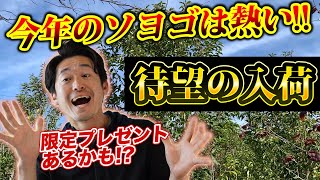 【絶対失敗しない常緑庭木】ついに本株のソヨゴがやってきた！！