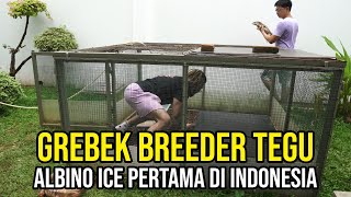 TEGU ALBINO ICE PERTAMA DI INDONESIA 30 JT PER EKOR - GREBEK BREEDER TEGU BERHASIL DI INDONESIA!!!