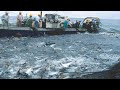 Amazing commercial fishing on the sea, Net Fishing Tuna, Catch Hundreds Tons Tuna on Boat!!