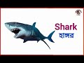 মাছের নাম শিখুন 50 fish names fish name in english and bengali fish name for kids