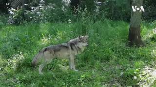 Reintroduction of American Gray Wolves- One of the Conservation Success Story