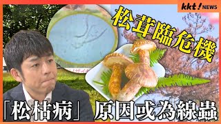 【異變】秋季美味松茸面臨危機 熊本重要產地天草因「松枯病」導致產量或減少｜KKT NEWS @KKTNEWS.TAIWAN