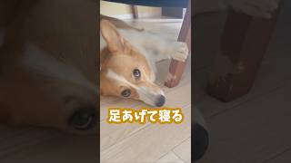 【独特】寝る時は足を上げて寝たいタイプの犬 #コーギー #ちくわ #shorts