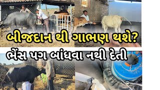 બીજદાન થી  ગાભણ થશે ભેંસ...