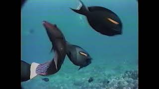 The Underwater World of Hawaii (1996)