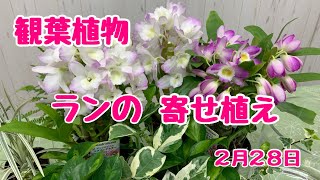 デンドロビウムと観葉の寄せ植え【プランツギャザリング】蛇口付きのガラスポット