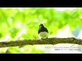 オオルリ（blue and white flycatcher）／撮影地：サントリー天然水の森 赤城｜65秒　サントリーの愛鳥活動