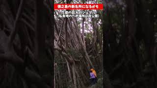 【徳之島】新名所？花徳の巨大ガジュマル #徳之島 #tokunoshima #ガジュマル