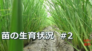 【稲作】苗の生育状況　#2  2020/7/20