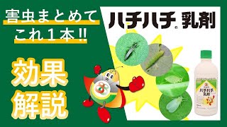 ハチハチ乳剤（野菜の防除編）