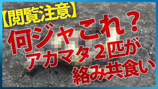 【閲覧注意】何ジャこれ？アカマタ２匹が絡み共食い