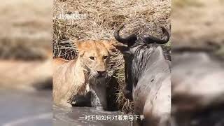 角馬成功從獅子口中逃脫#動物世界 #神奇動物在抖音 #野生動物零距離 #內容啟發搜索W