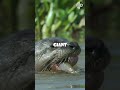 Why Even Jaguars Fear Giant Otters: Amazon's Formidable Hunters