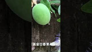 我种的百香果开花结果了Passion flowers #garden