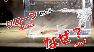 クローンなのになぜ？ギンブナとオナガブナ 鉄魚とキンブナ【日本淡水魚】