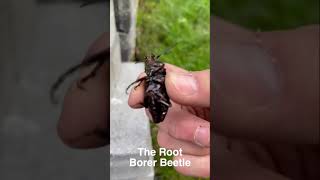 New Englands Root Borer beetle #nature #insects #facts