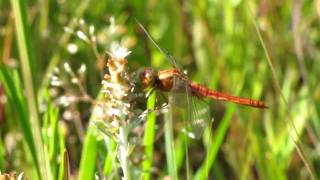 ショウジョウトンボ　（Crocothemis servilia mariannae）  2010    Video 01