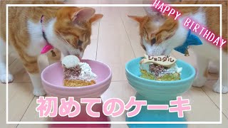 猫の1歳の誕生日に初めてのケーキをあげてみる!!