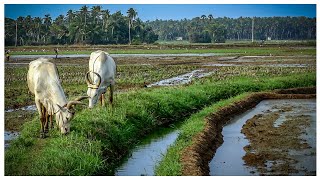 வயலும் வாழ்வும்/Kanyakumari agriculture