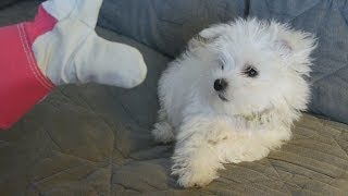 Cute Maltese puppy dog barking and playing with glove things Plainfield puppies funny videos