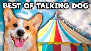 Best Talking Dog Videos (April 2024)