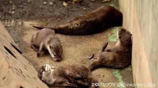 智光山公園こども動物園　コツメカワウソのクネゴロ　2017/10/18