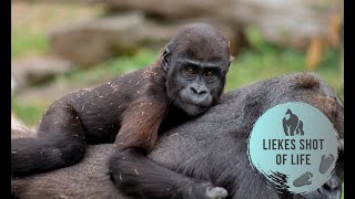 SILVERBACK AND SON ENJOY A BRANCH