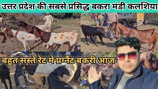 Vlogs👉22 Jan 2025 उत्तर प्रदेश की सबसे प्रसिद्ध बकरा मंडी अपडेट कलशिया सहारनपुर ! wholesale Mandi !!