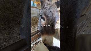 ロバさん撫で撫で【渋川動物公園】 #shorts #donkey #ロバ