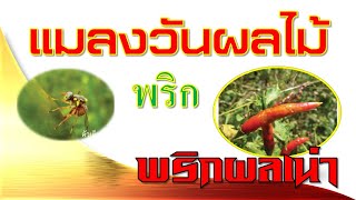 แมลงวันผลไม้(solanum fruit fly)พริก(กำจัดอย่างไร)