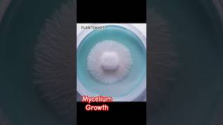 Mycelium Growth Study #mycelium #growth #study #fungi #fungus